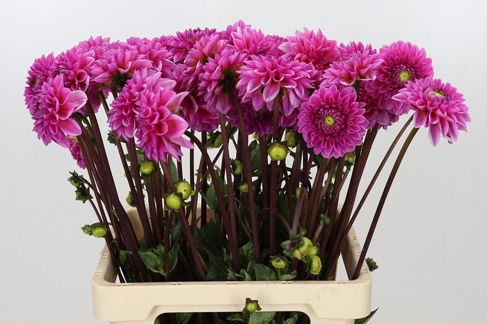 <h4>Dahlia Sandra</h4>
