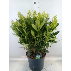 Skimmia jap. 'Finchy'