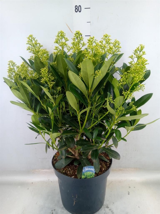 <h4>Skimmia jap. 'Finchy'</h4>
