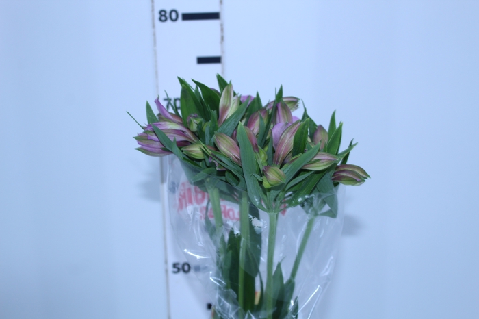 ALSTROEMERIA PLATINA 080 CM