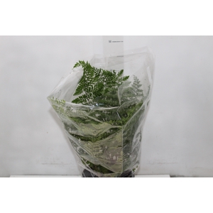 ASPLENIUM PARVATI P17