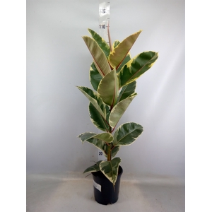 Ficus elastica 'Tineke'