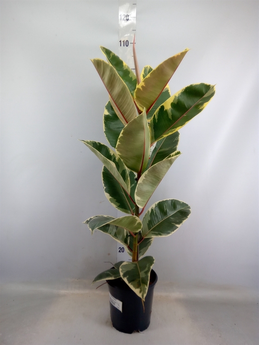 <h4>Ficus elastica 'Tineke'</h4>