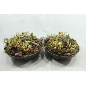 G228 BLACK SCHAAL BM