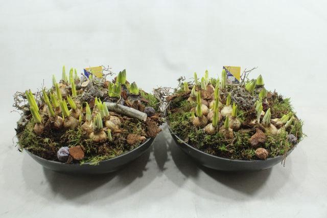 <h4>G228 BLACK SCHAAL BM</h4>