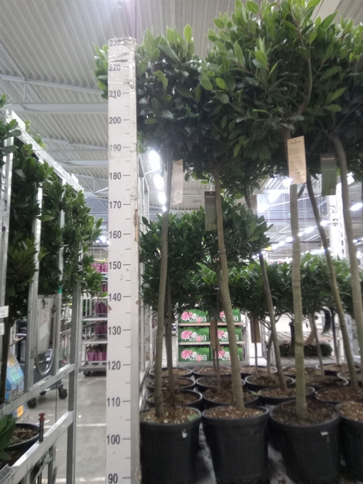 <h4>Laurus nobilis</h4>