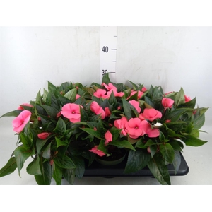Impatiens NG 'Tamarinda Salmon'