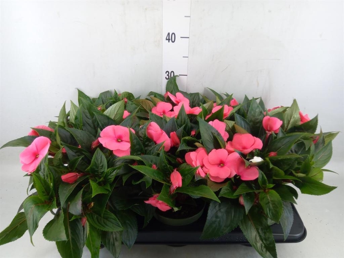 <h4>Impatiens NG 'Tamarinda Salmon'</h4>
