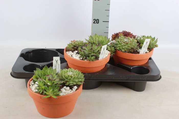 <h4>ARR SEMPERVIVUM</h4>