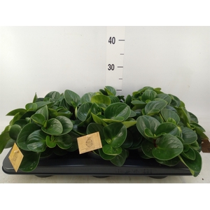 Peperomia obt. 'Red Canyon'