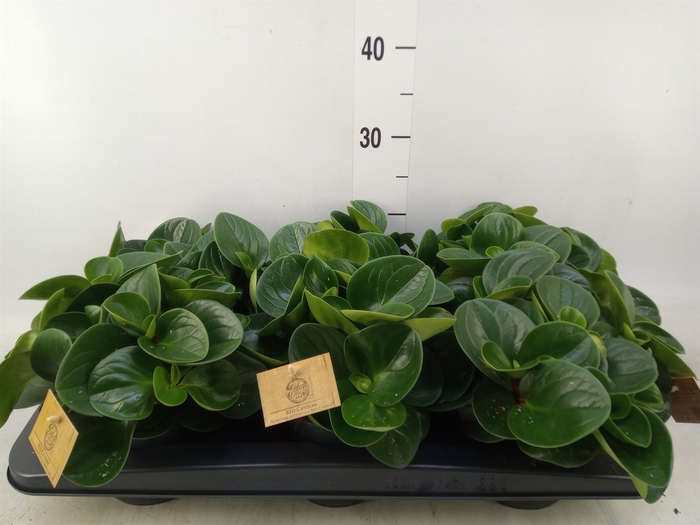 <h4>Peperomia obt. 'Red Canyon'</h4>