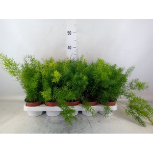 Asparagus dens. 'Sprengeri'