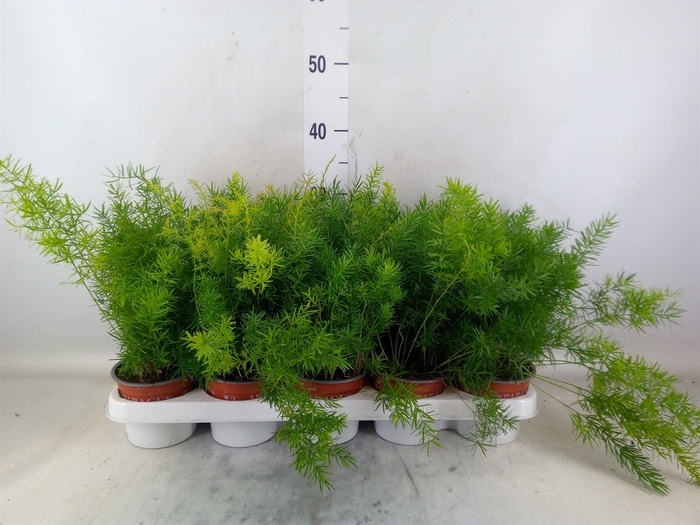 <h4>Asparagus dens. 'Sprengeri'</h4>