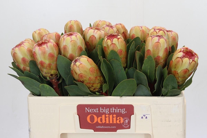 <h4>Protea Grandicolor</h4>
