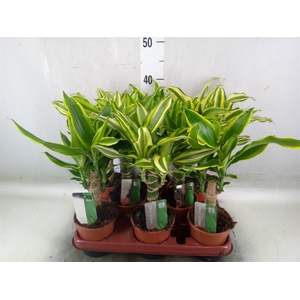 Dracaena frag. 'Golden Queen'
