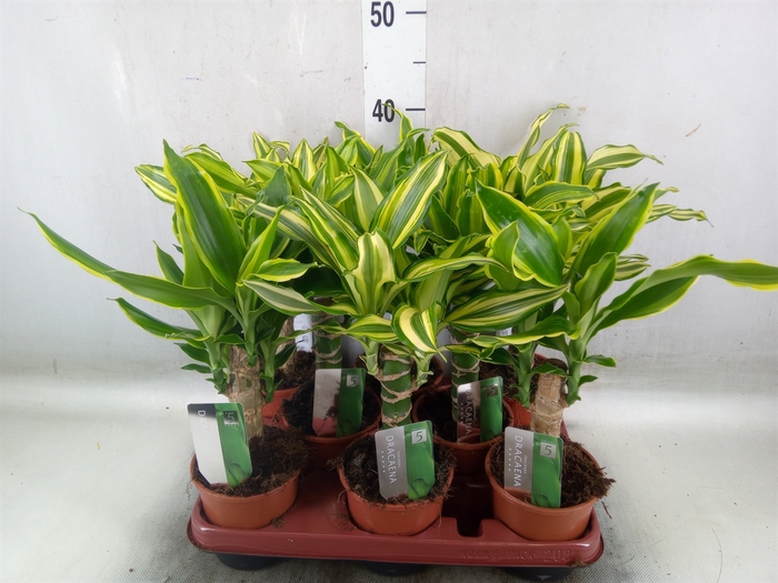 <h4>Dracaena frag. 'Golden Queen'</h4>