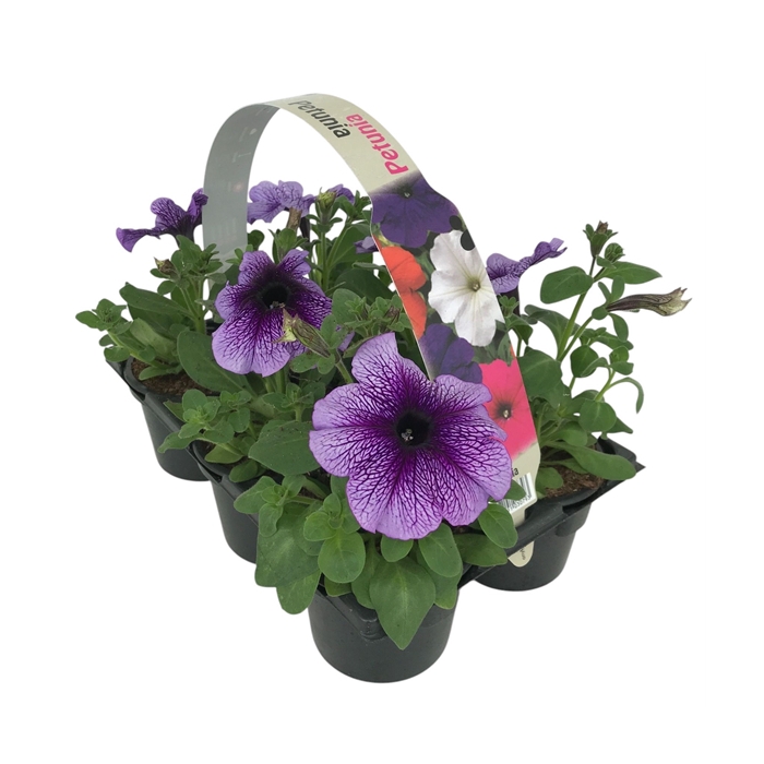 <h4>Petunia blauw ader 6p</h4>