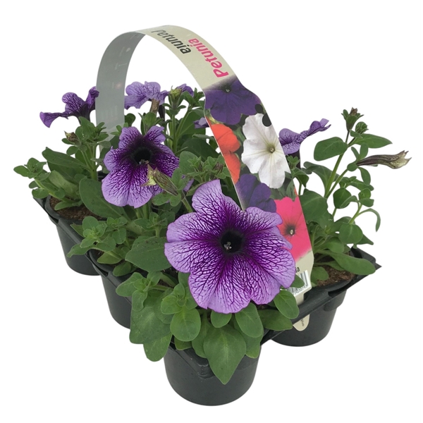 Petunia blauw ader 6p