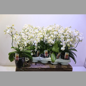 Phal Mf Wild Punch