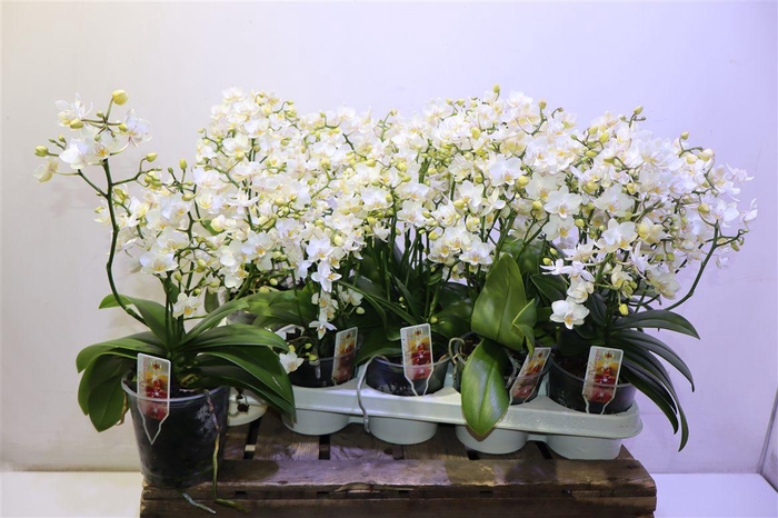 <h4>Phal Mf Wild Punch</h4>