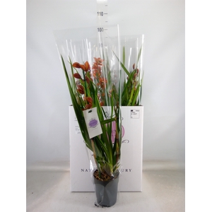 Cymbidium   ...