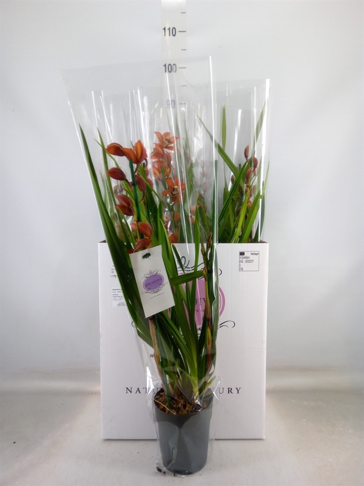 <h4>Cymbidium   ...</h4>