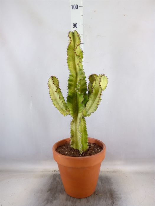 <h4>Euphorbia ingens 'Variegata'</h4>