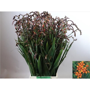 Crocosmia Emily McKenzie