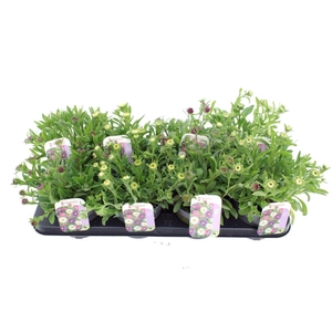 Aster alpinus mix