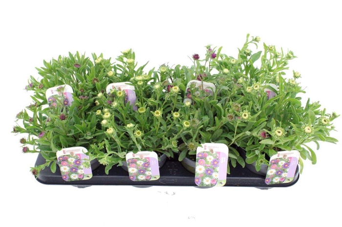 <h4>Aster alpinus mix</h4>