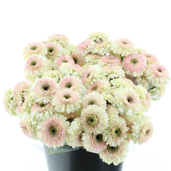 <h4>Ge Mi Bolero Lisalisa</h4>