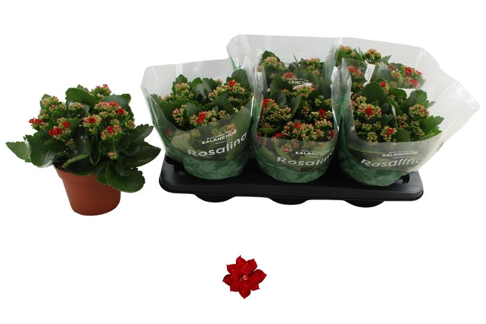 <h4>KAL GE DON JUSTINO</h4>