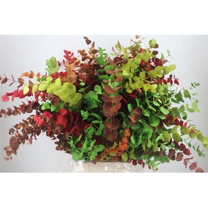 Euca Cinerea Harelquino Mix 200gr P Bunch