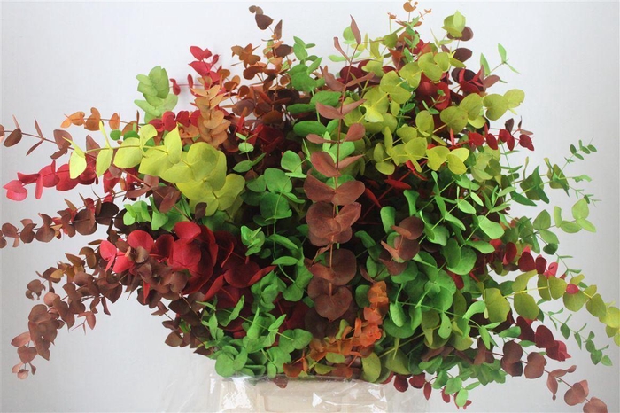 <h4>Euca Cinerea Harelquino Mix 200gr P Bunch</h4>