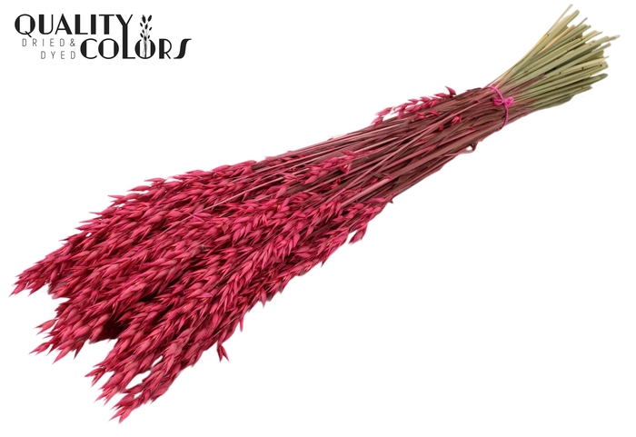 <h4>Avena per bunch Cerise</h4>