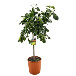 Citrus lemon
