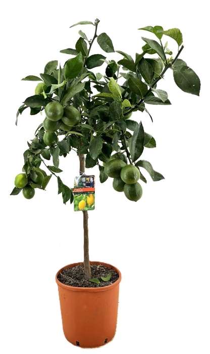 <h4>Citrus lemon</h4>