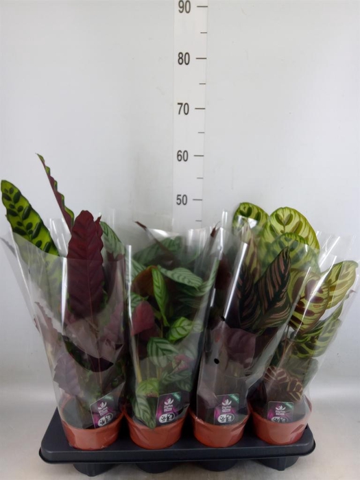 <h4>Calathea   ...mix 4</h4>