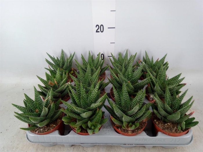 <h4>xGasterhaworthia  'Royal Highness'</h4>
