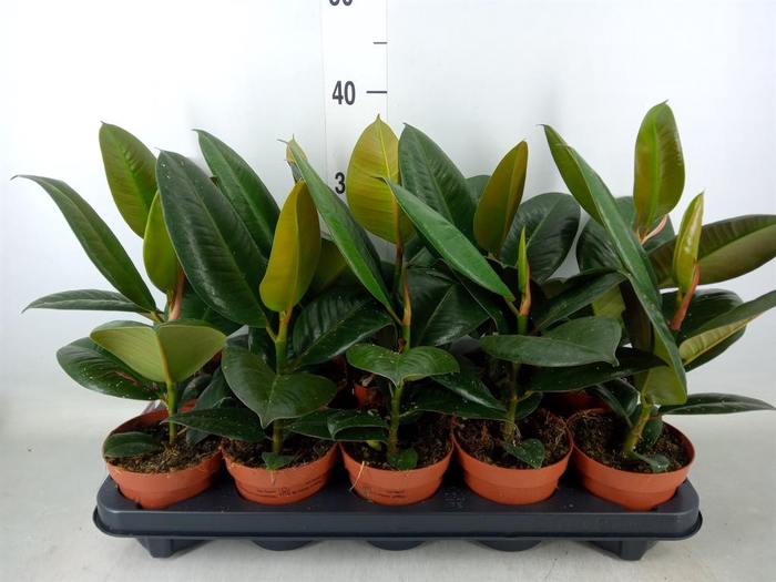 <h4>Ficus elastica 'Robusta'</h4>