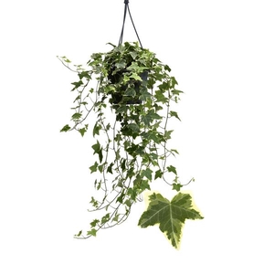 Hedera helix 'Goldchild'