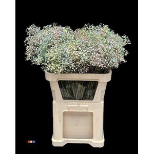 Gyps Million Star Rainbow