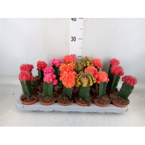 Gymnocalycium mihanov. 'Brasil'