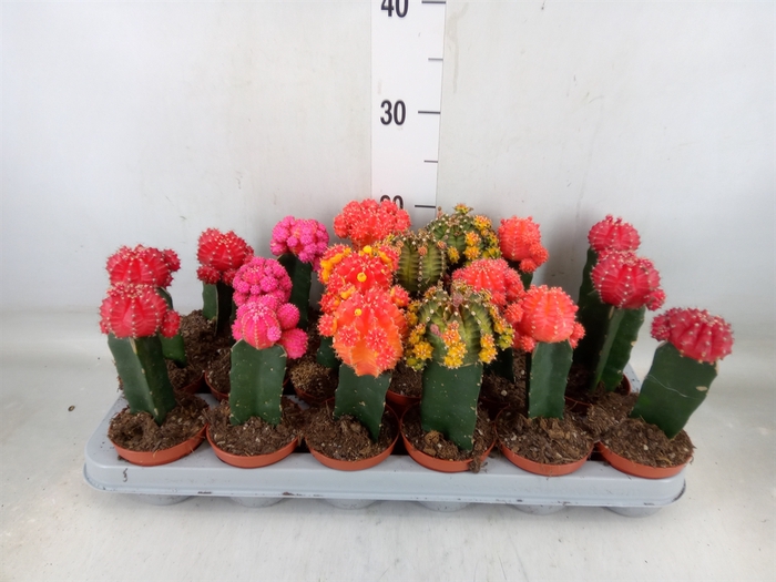 <h4>Gymnocalycium mihanov. 'Brasil'</h4>