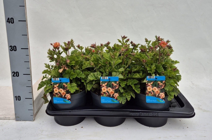 <h4>Geum rivale</h4>