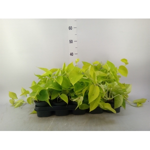 Epipremnum pinn. 'Golden Pothos'