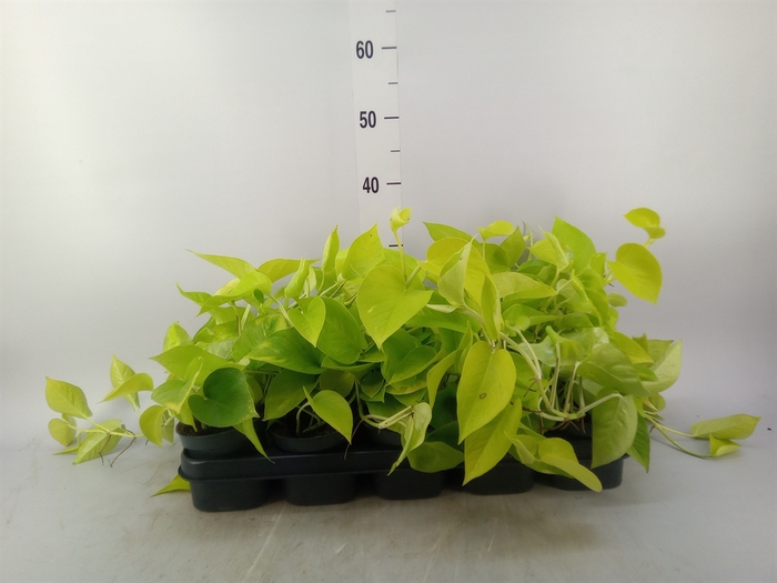 <h4>Epipremnum pinn. 'Golden Pothos'</h4>