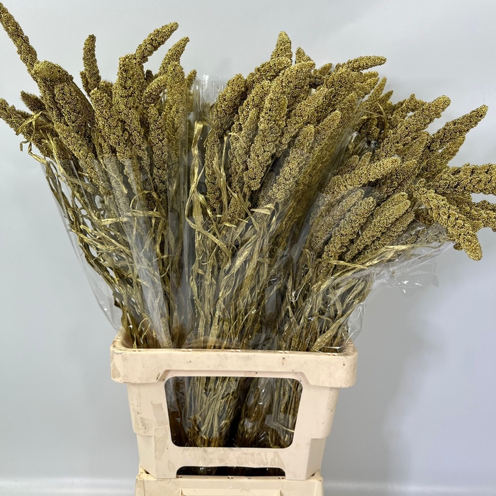 Dried Bleached Sorghum