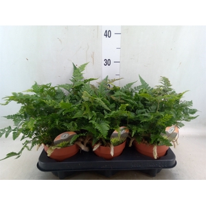 Humata tyermannii