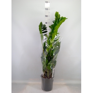 Zamioculcas zamiifolia